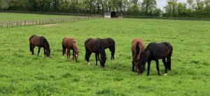 Elevage de chevaux de sport Normandie